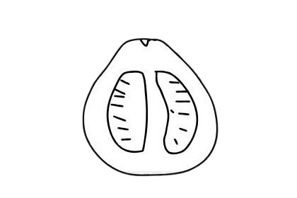 柚子簡筆畫圖片大全