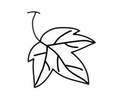 簡單易學的葡萄簡筆畫 簡單易學的葡萄簡筆畫