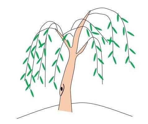 涂色的垂柳簡筆畫