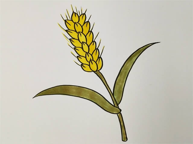 兒童學畫麥穗簡筆畫的畫法