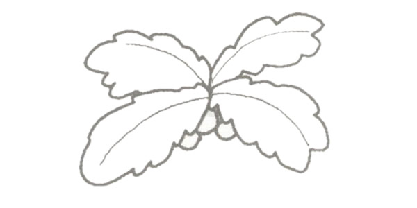 椰子樹簡筆畫的畫法步驟