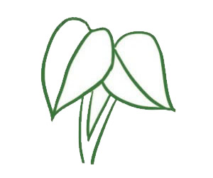 漂亮的綠蘿簡筆畫教程 漂亮的綠蘿簡筆畫教程