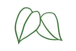漂亮的綠蘿簡筆畫教程 漂亮的綠蘿簡筆畫教程