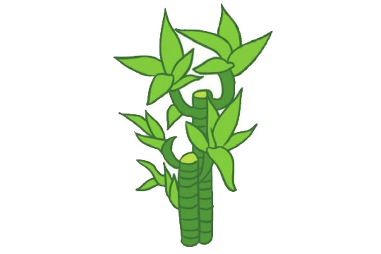 漂亮的綠色富貴竹簡筆畫