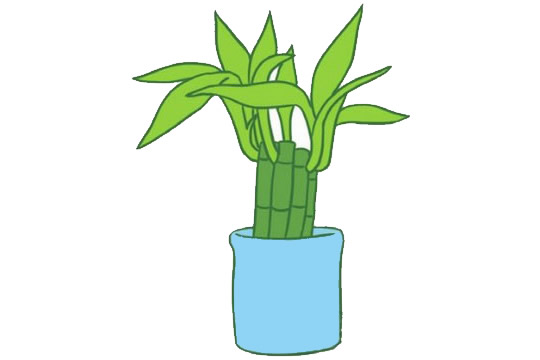 花盆里的富貴竹簡筆畫