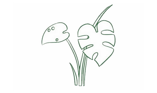 帶顏色的龜背竹簡(jiǎn)筆畫教程