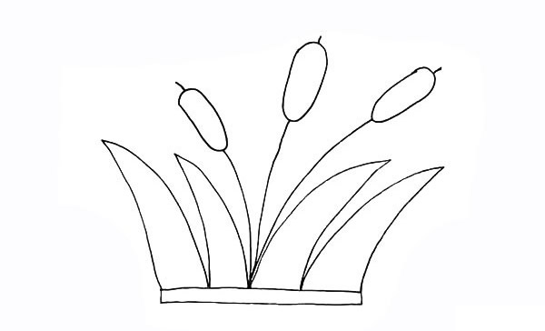 涂色的香蒲簡(jiǎn)筆畫(huà)教程
