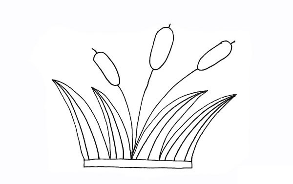 涂色的香蒲簡(jiǎn)筆畫(huà)教程