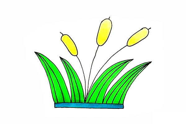 涂色的香蒲簡(jiǎn)筆畫(huà)教程