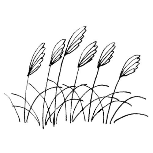 關(guān)于芒草的簡筆畫步驟