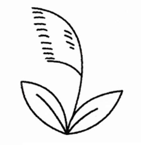 帶顏色的蘆葦簡筆畫教程