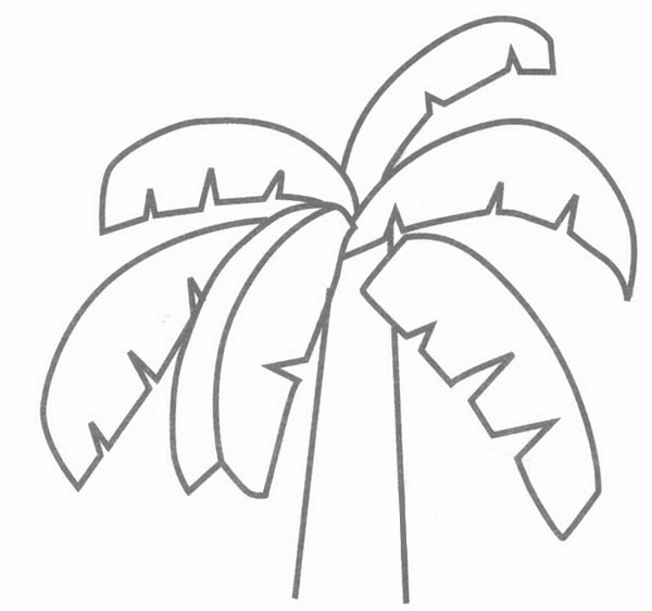 芭蕉樹簡筆畫