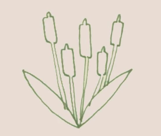 香蒲簡筆畫步驟