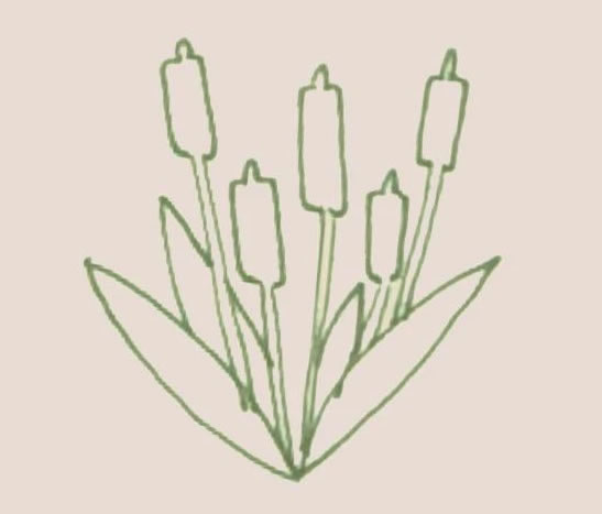 香蒲簡筆畫步驟