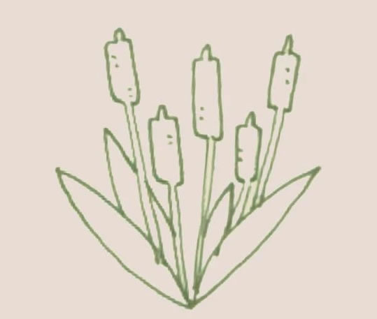 香蒲簡筆畫步驟