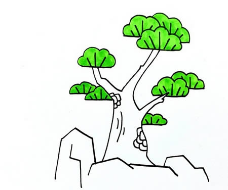 松柏簡(jiǎn)筆畫步驟