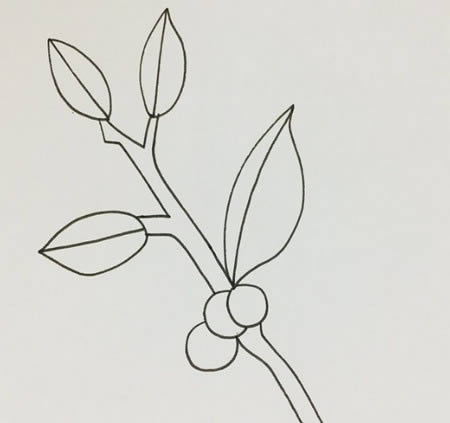 冬青樹兒童簡筆畫