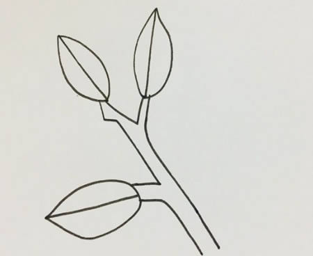 冬青樹兒童簡筆畫