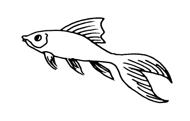長長的尾巴的錦鯉魚簡筆畫