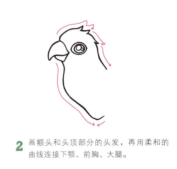 彩色漂亮的鸚鵡簡筆畫教程