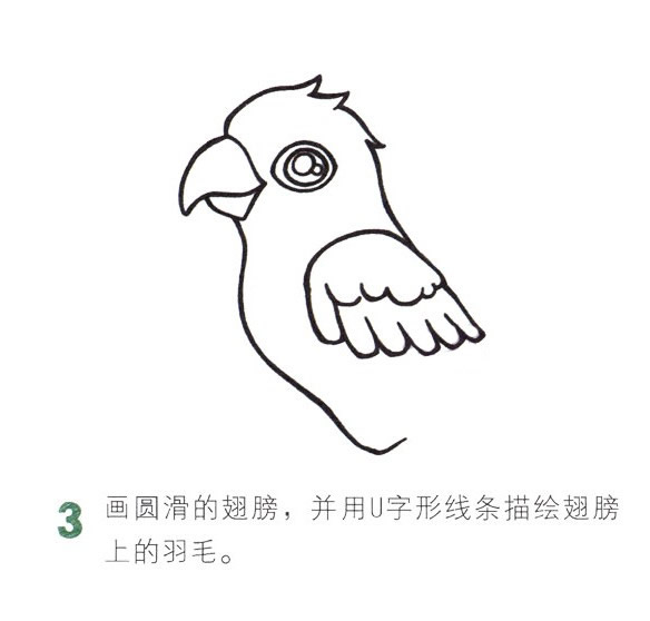 彩色漂亮的鸚鵡簡筆畫教程