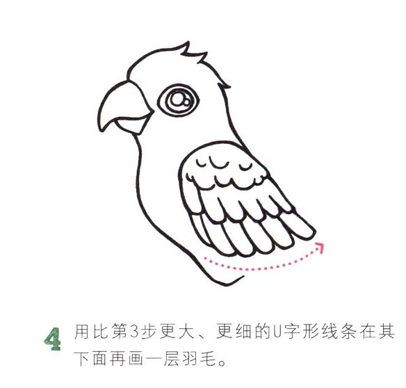 彩色漂亮的鸚鵡簡筆畫教程