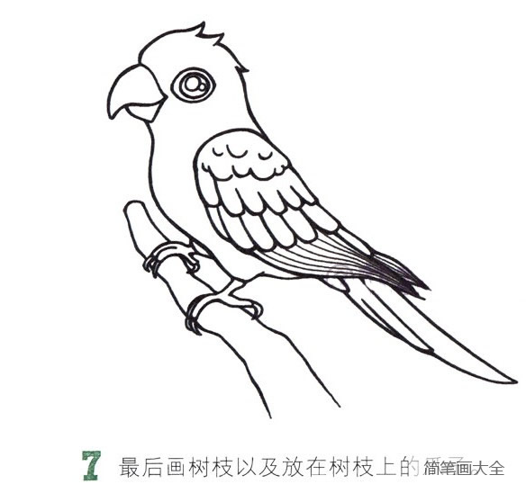 彩色漂亮的鸚鵡簡筆畫教程