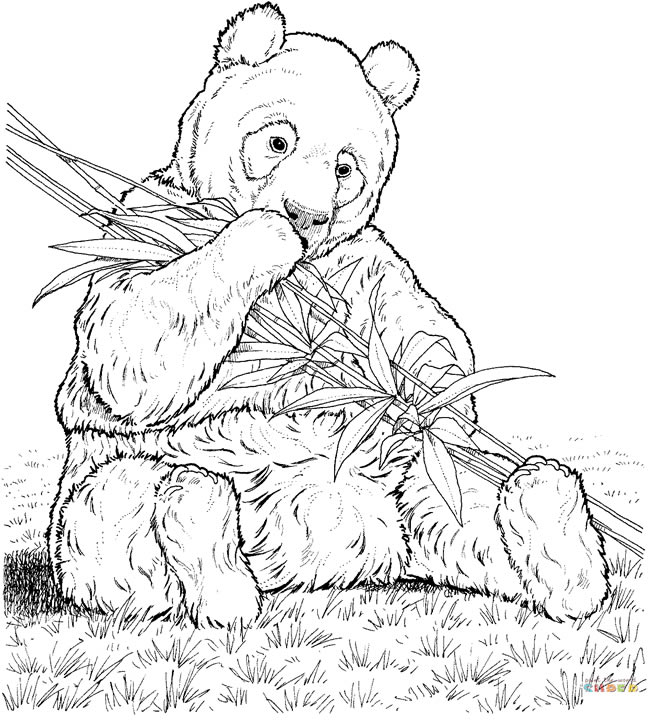 8款關于熊貓的簡筆畫大全