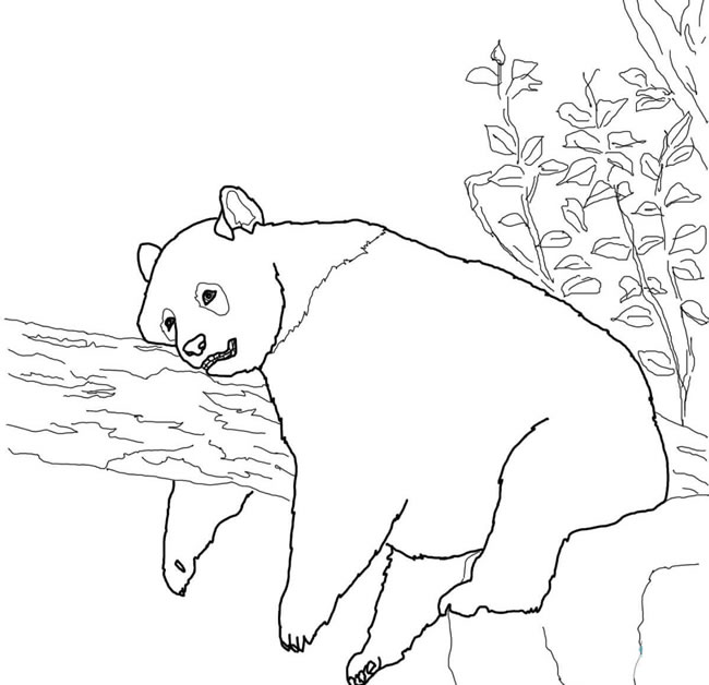 8款關于熊貓的簡筆畫大全