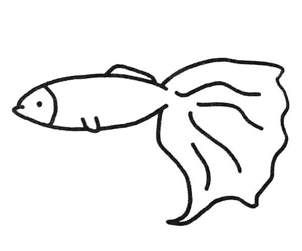 孔雀魚的簡單畫法