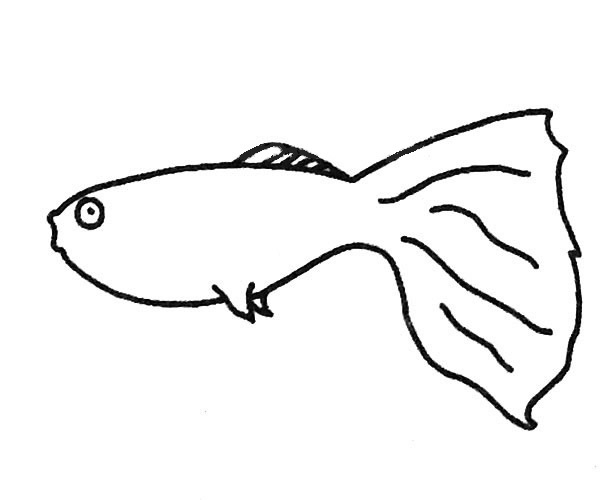 簡單的孔雀魚兒童畫
