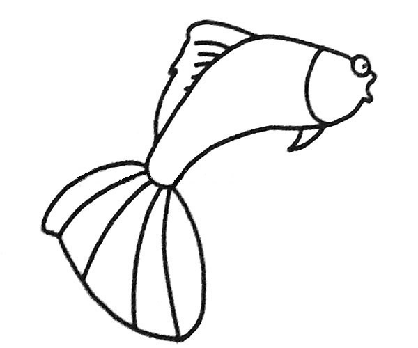 一看就會的孔雀魚簡筆畫