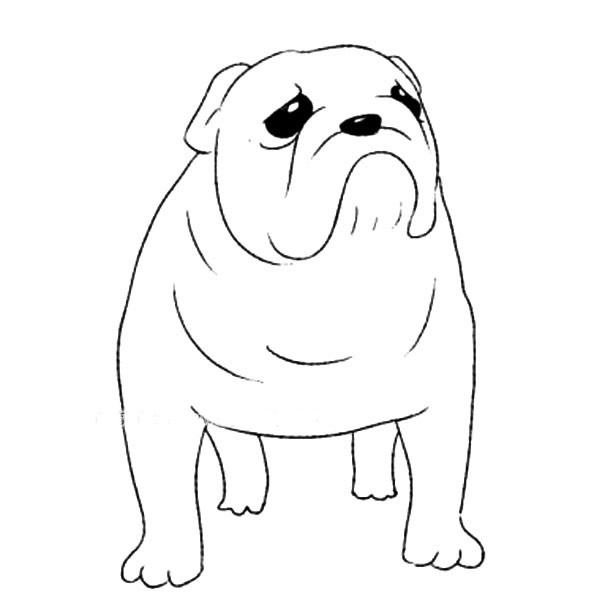 關于斗牛犬的兒童簡筆畫