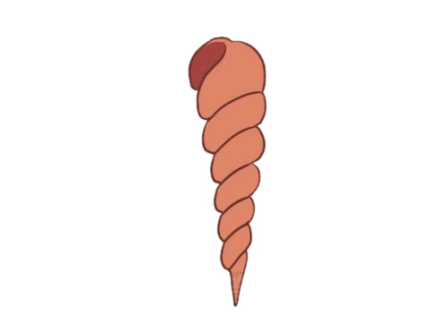 尖尖的小海螺簡筆畫