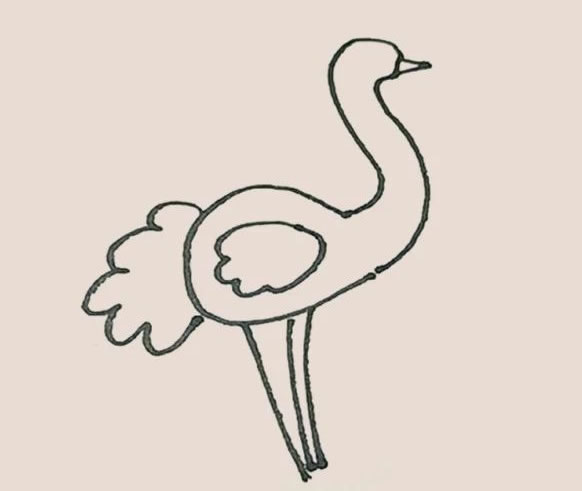 涂色的鴕鳥簡筆畫教程