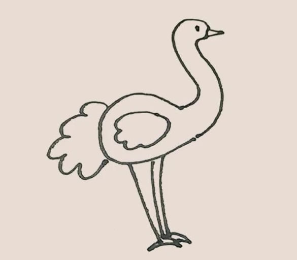 涂色的鴕鳥簡筆畫教程