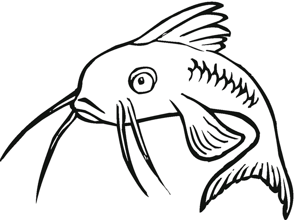關于鯰魚的簡筆畫