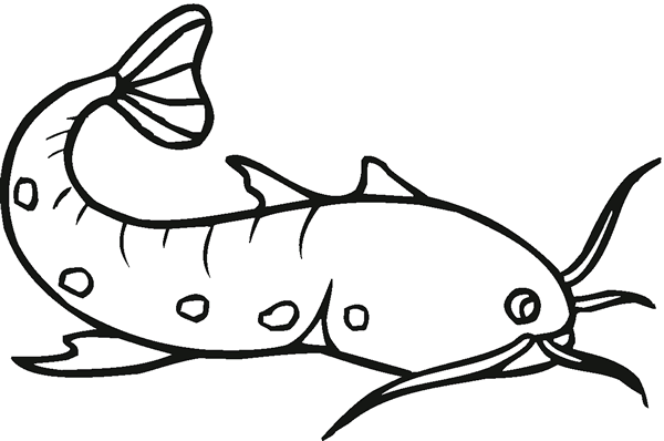 簡單的鯰魚怎么畫