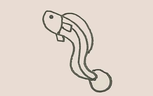 鰻魚簡筆畫步驟教程