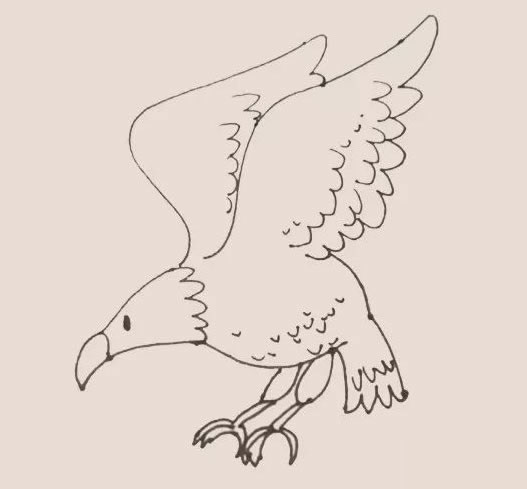 老鷹簡筆畫步驟教程【涂色】