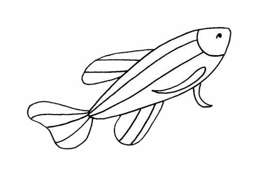 關于斑馬魚的簡筆畫