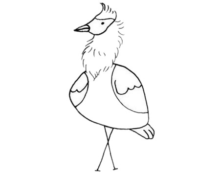 關于鴇鳥的簡筆畫