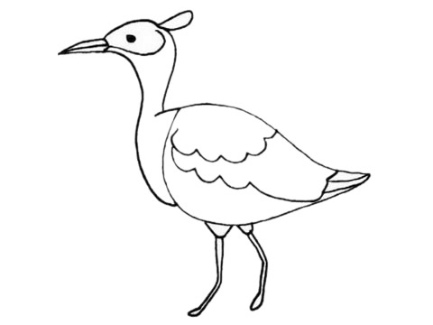鴇鳥兒童簡筆畫