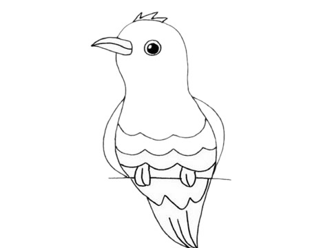 樹枝上的杜鵑鳥簡筆畫