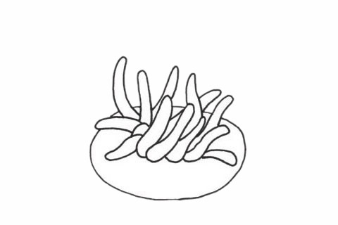 關(guān)于海葵的簡筆畫