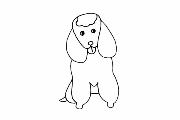 貴賓犬簡筆畫步驟教程
