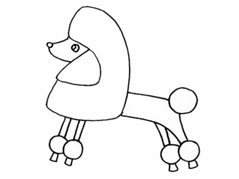 貴賓犬的簡單畫法