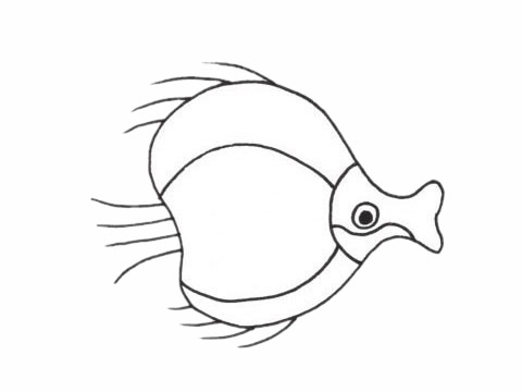 簡(jiǎn)單的接吻魚(yú)怎么畫(huà)