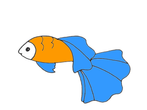 簡單的孔雀魚怎么畫
