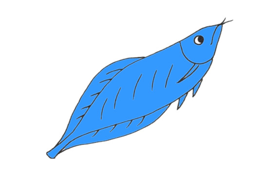 藍色的龍魚簡筆畫